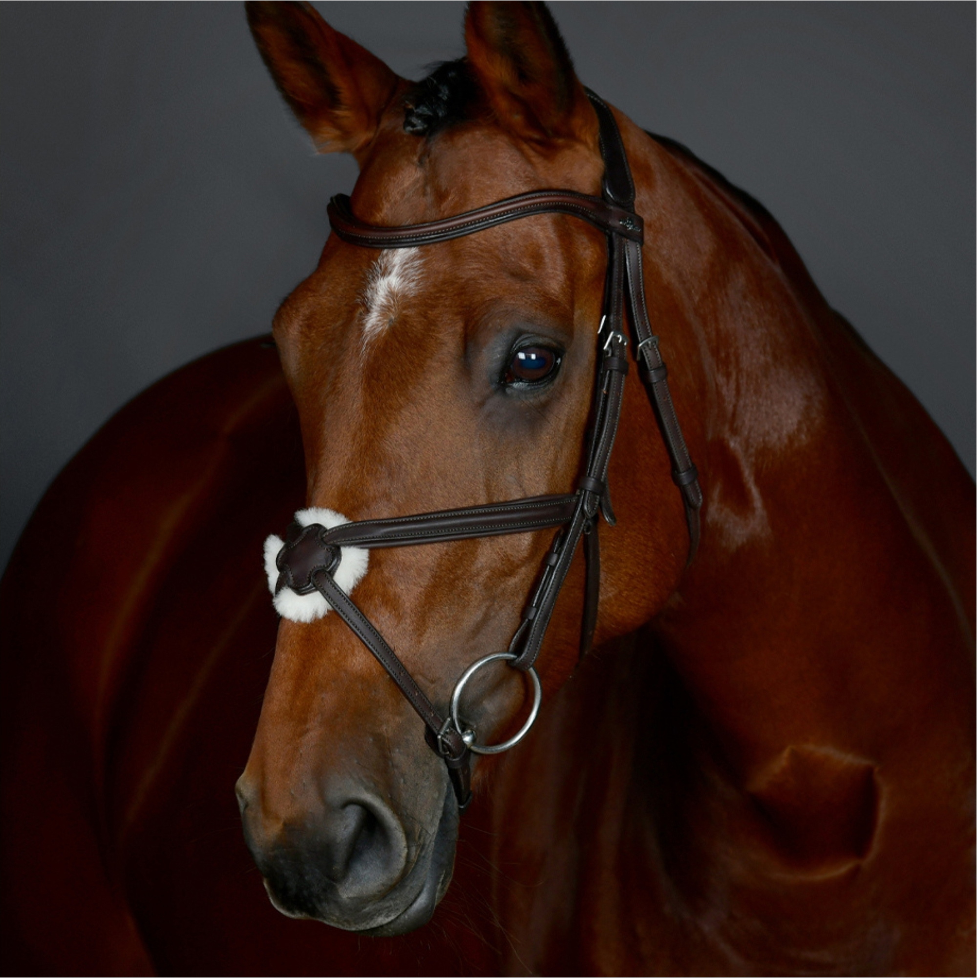 Collegiate Comfitec Opulux Plain Padded Grackle Bridle 102519500 - Dark Brown